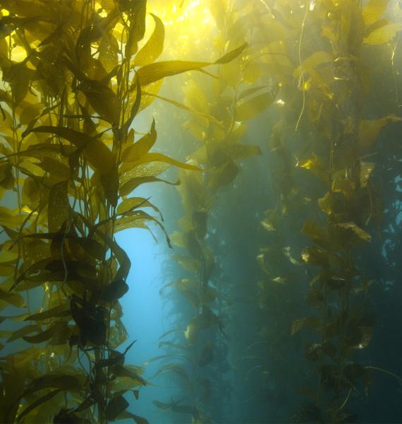 Casino Point Kelp