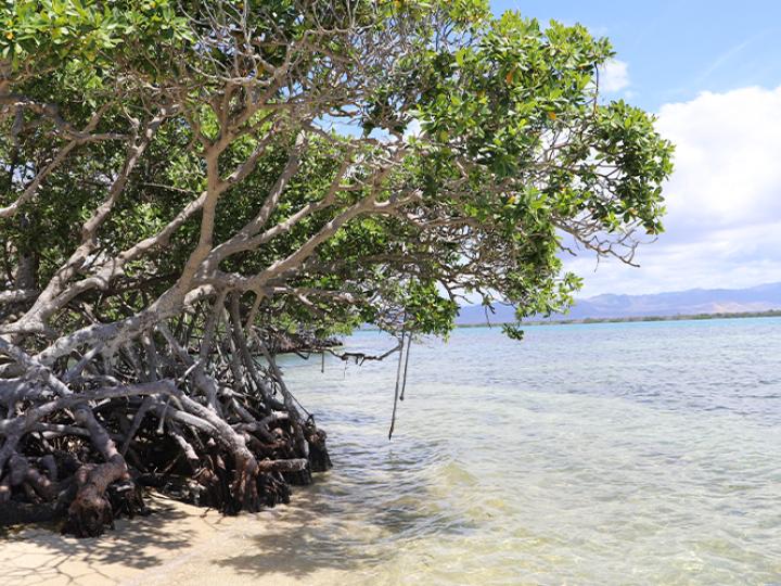 Seagrass Puerto Rico