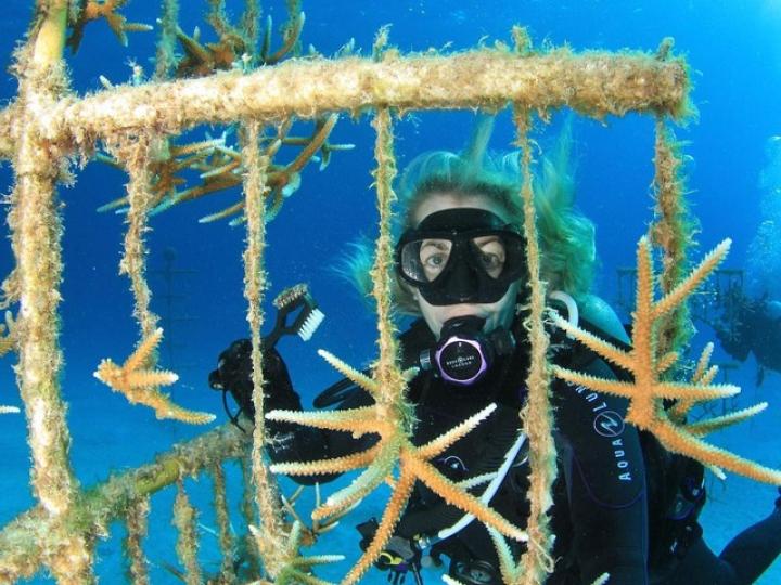 Coral Reef Restoration