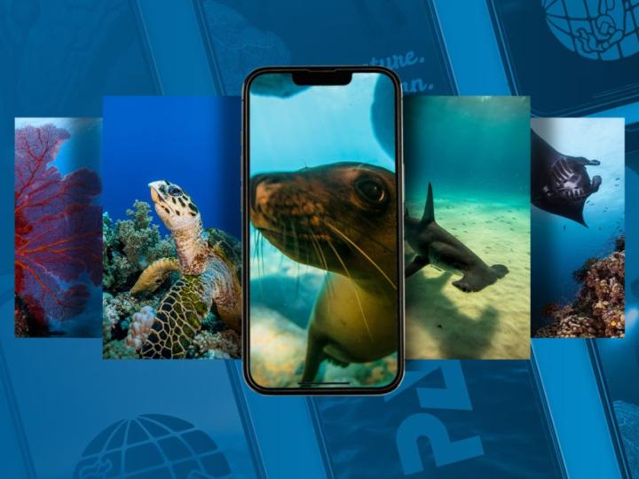 images of mobile marine life screensavers