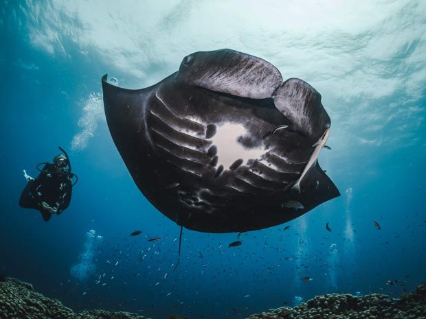 Eco travel -manta ray